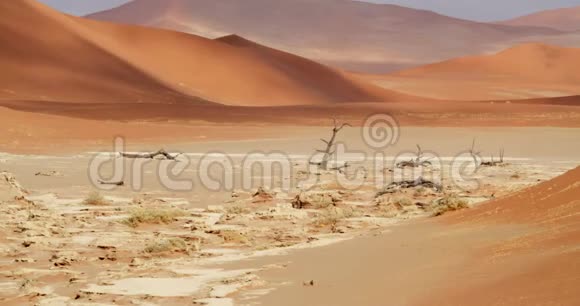 明亮的阳光照耀着令人惊叹的纳米比亚沙漠岩石白沙和干燥的树木4k视频的预览图