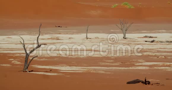 纳米比亚4k纳米比亚纳米布沙漠干旱地形白沙和干树视频的预览图