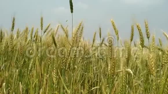 绿色的麦穗随风在田野上摇摆自然美丽清新视频的预览图