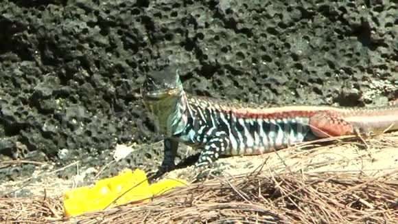 白蜥蜴是一种鲜亮的野生蜥蜴吃成熟的芒果色彩鲜艳的多色产品视频的预览图