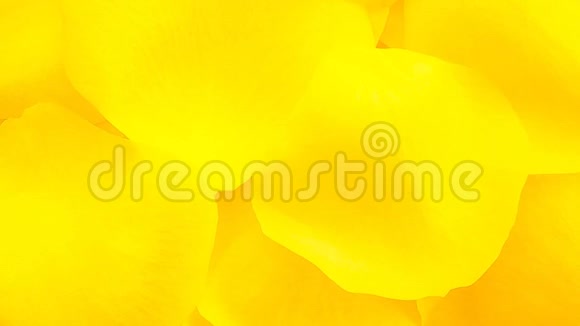 黄色花瓣洁净背景视频的预览图