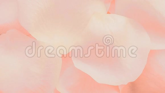 粉色玫瑰花瓣花背景视频的预览图