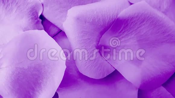 紫色花瓣洁净背景视频的预览图