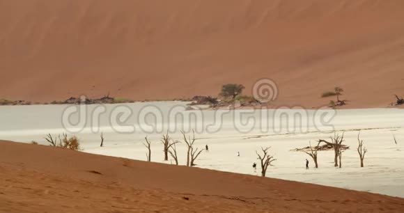 纳米比亚沙漠拥有令人惊叹的白沙和古老的死树4k视频的预览图