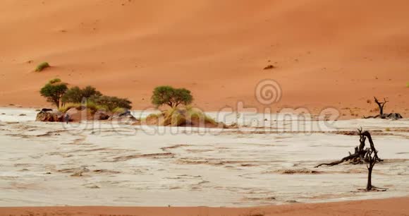 一位游客正在纳米布沙漠的一小部分上行走上面有4k的白沙视频的预览图