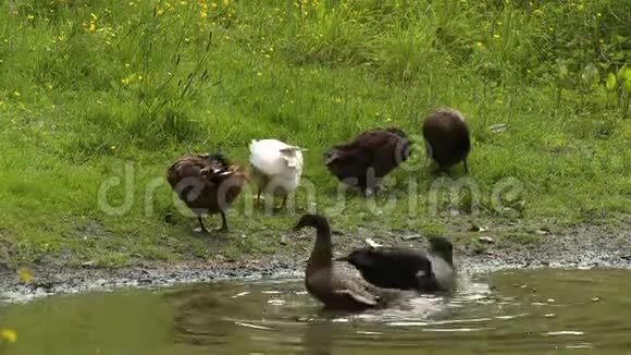 一群鸭子在池塘边拍打视频的预览图