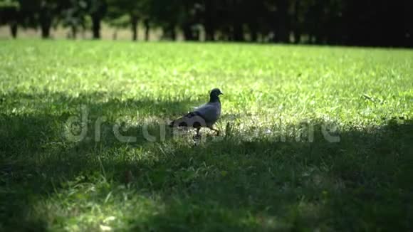 鸽子穿过阳光明媚的田野视频的预览图