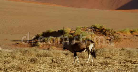 令人惊叹的野生羚羊正在纳米布沙漠中漫步早晨4公里视频的预览图