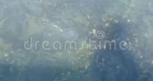 海水下的水母上景海洋生物海底视频的预览图
