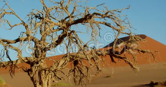 干旱的地形一棵老干树背景下的巨大沙丘纳米布沙漠视频的预览图