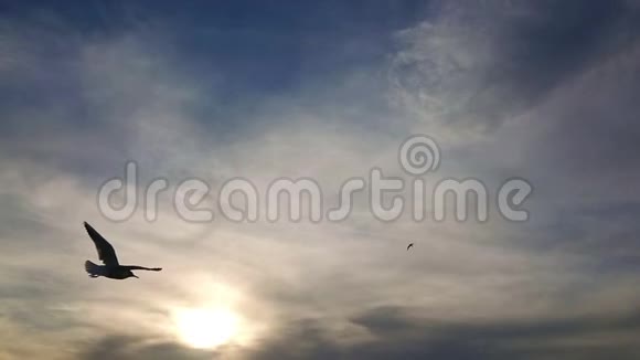 海鸥在伊兹密尔日落时在海里飞翔太慢了视频的预览图