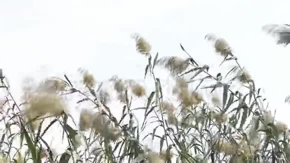 常见的芦苇在风中摇曳干燥的芦苇在河里视频的预览图