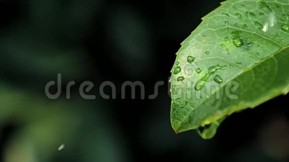 波克背景下绿叶上水滴的慢镜头视频的预览图