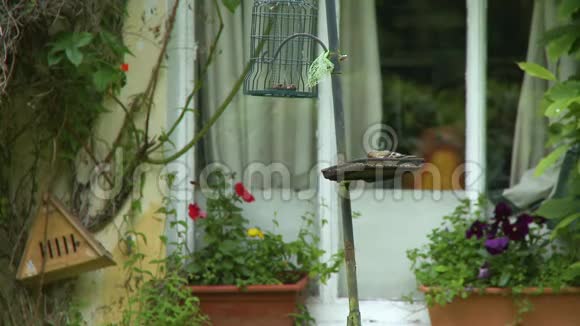 一只鸟从窗户边的喂鸟器上吃东西视频的预览图