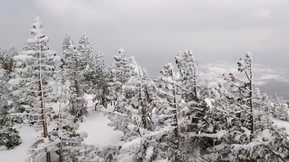 白雪皑皑的高山针叶树覆盖着雪迎着雾蒙蒙的天空冬季多云天气视频的预览图
