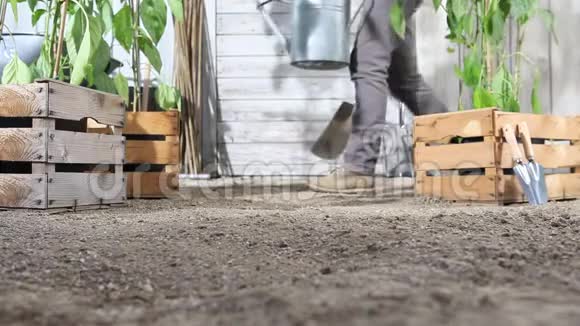 女人在菜园里用铲子挖春土靠近装满甜椒植物的木箱视频的预览图