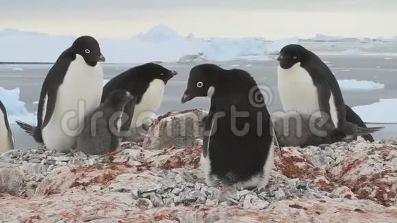 在南极岛上已经有小鸡的阿德利企鹅群的一小部分视频的预览图