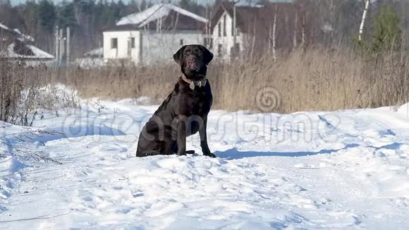 一只棕色的拉布拉多犬静静地坐在冬天的乡间小路上然后开始跑到镜头前视频的预览图