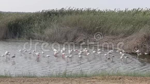 阿布扎比AlWathba湿地保护区的大型火烈鸟群视频的预览图