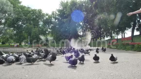 夏季城市公园的人行道上有一大群鸽子在吃种子年轻女子走路时背景是绿树视频的预览图