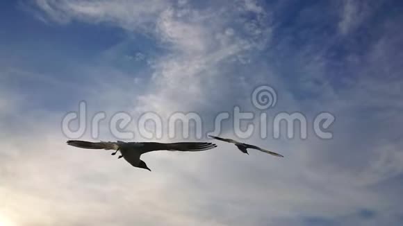 海鸥迎着蓝天960fps超慢运动飞行视频的预览图