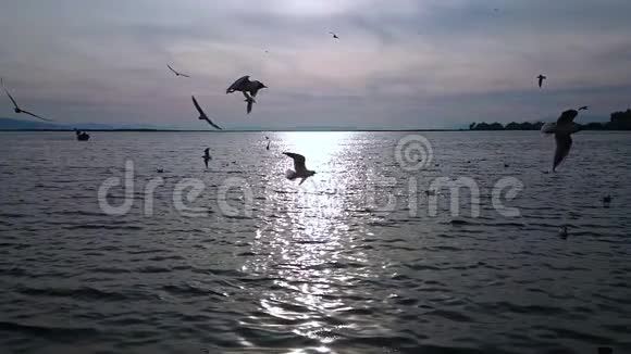 夕阳落在爱琴海上许多海鸥在飞翔土耳其太慢了视频的预览图