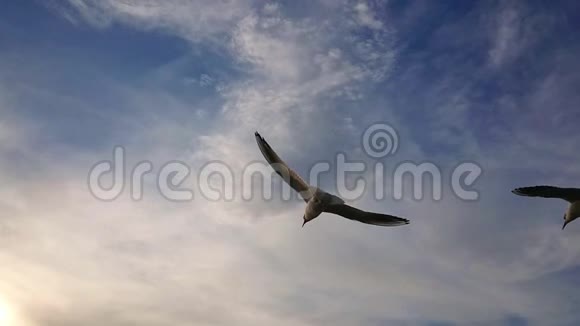 海鸥在蓝天上飞行的超级慢动作视频的预览图