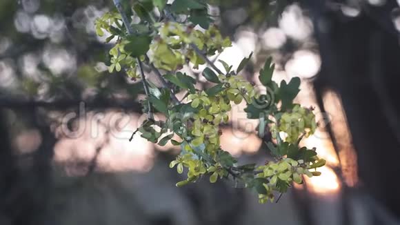 黄色的黑醋栗的花黑丝的花树枝在风中摇曳春季视频的预览图