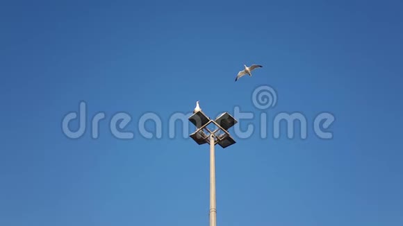 海鸥在电线杆附近飞行太慢了视频的预览图