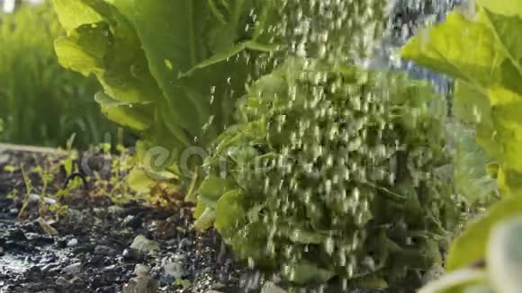 有机生菜在一个小菜园里浇水的慢动作视频的预览图