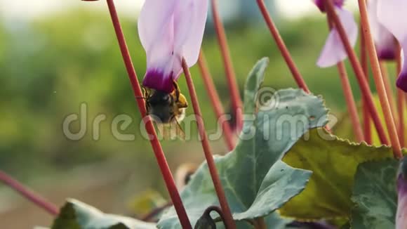 一只蜜蜂从一朵紫衣花喝花蜜时的慢动作视频的预览图