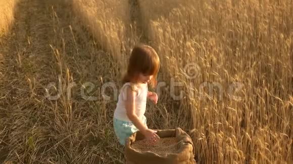 手里拿着小麦的孩子婴儿把谷物放在手掌上小儿子农夫女儿正在田里玩耍视频的预览图