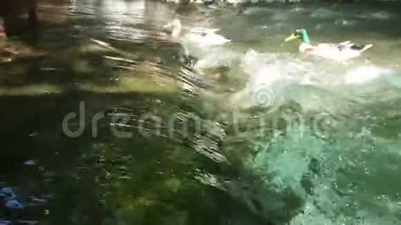 一只鸭子降落在一条人为制造的石头瀑布上视频的预览图