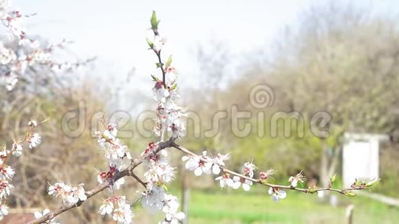 杏树开春早春农田上的杏树盛开的杏树视频的预览图