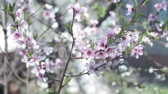 美丽的春天阳光灿烂的花背景蓝天上的杏树美丽的花朵近景实际视频的预览图