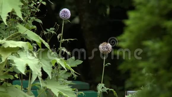 两朵紫菜花视频的预览图