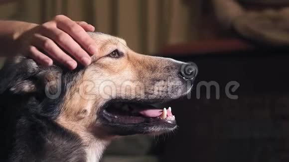 一只狗的特写肖像一个年轻女孩抚摸她最喜欢的宠物的手视频的预览图