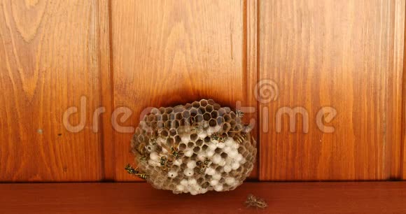 黄蜂在黄蜂巢和蜘蛛巢附近工作的特写镜头视频的预览图