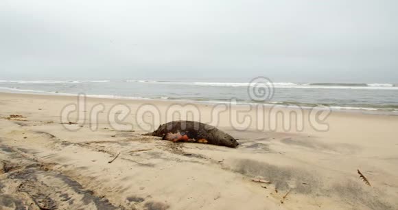 纳米比亚海滩上的死海豹纳米比亚沙漠大西洋4k视频的预览图