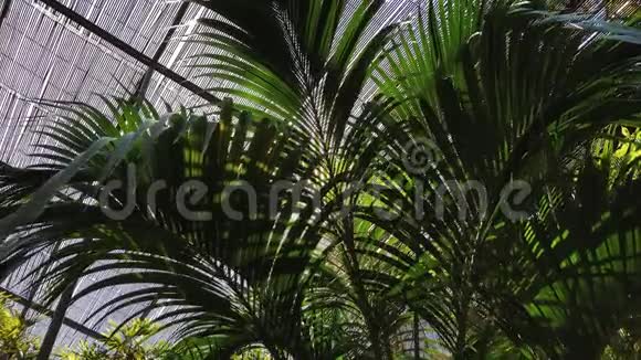 阳光穿过棕榈树的叶子镜头耀斑效应视频的预览图