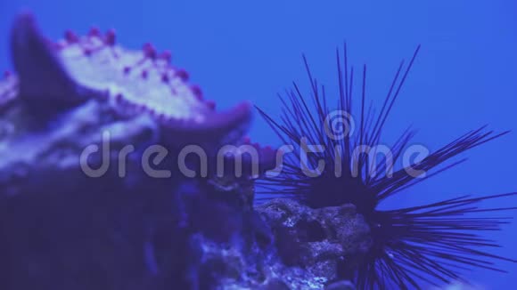 海胆旋转特写新鲜海胆熟食传统的地中海食物4KUHD视频视频的预览图