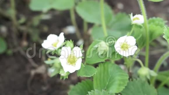 春暖花开的草莓长在床上夏季白色草莓花视频的预览图