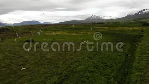 鸟飞过草地冰岛的典型景色视频的预览图