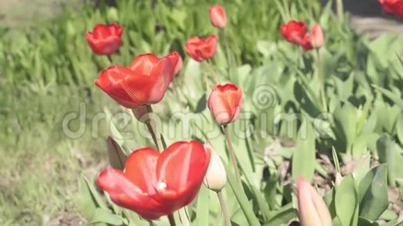 春天的郁金香装饰郁金香花在春天开花自然之美视频的预览图