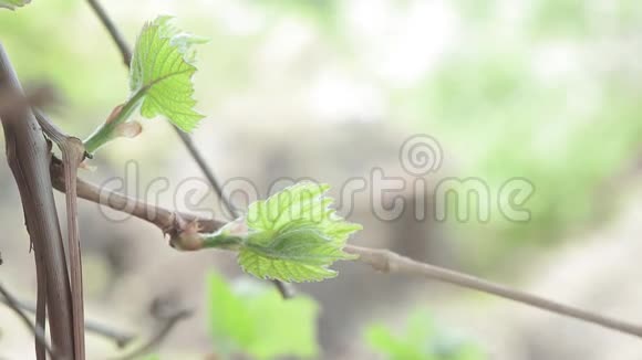 春天第一颗葡萄叶特写在一个葡萄园里视频的预览图