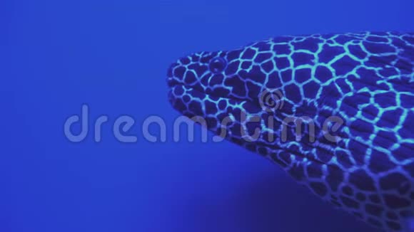 蚕胸蚕网豹皮鳗张开嘴靠近一条鱼游泳双鱼在游泳视频的预览图