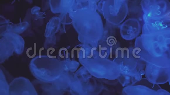霓虹紫水母用彩色光照射水下海水咸水水族馆里的水母多种颜色视频的预览图