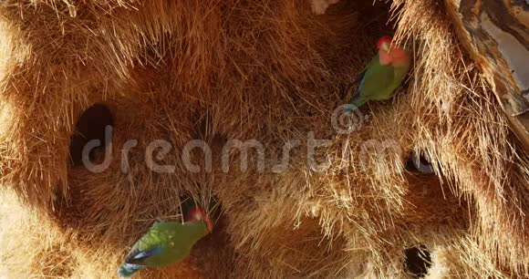 可爱的鹦鹉坐在他们的巢里在一棵箭树上纳米比亚的野生动物视频的预览图