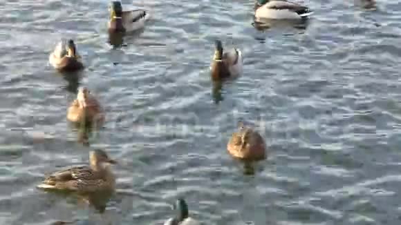 河里的野鸭男性和女性商场视频的预览图