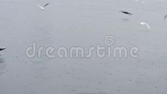 雨天海鸥在伊兹密尔市雨滴中飞过爱琴海视频的预览图